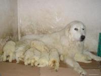 Maremma Sheepdog 's puppies