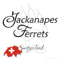 Jackanapes Ferrets