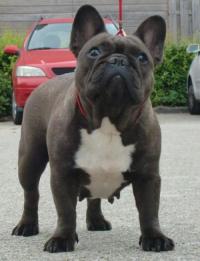 Quality French Bulldog pups expected of full tested parents