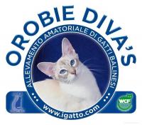 Orobie Diva's