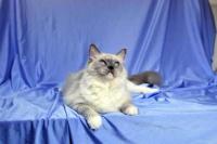 SEAL MITTED