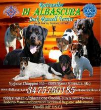 Jack Russell Terrier: cuccioli disponibili