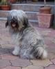 Tibetan terrier- Gold and Brill kennel