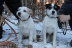 Parson Russell Puppies for Sale 
