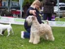 Cuccioli di Soft Coated Wheaten Terrier- pelo anallergico
