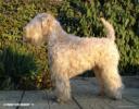 Irish softcoated wheaten terrier 