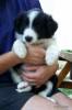Border collie puppies available 