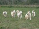 Excellent litter White Swiss Shepherd puppies.