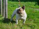 Quality French Bulldog pups expected of full tested parents 