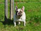 Quality French Bulldog pups expected of full tested parents