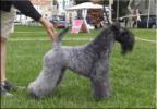 Kerry Blue Terriers Top Quality 