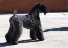 Kerry Blue Terriers Top Quality 