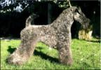 Kerry Blue Terriers Top Quality