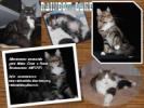 rainbow lake maine coon cattery