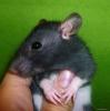 Allevamento Fancy Mice e Fancy Rats 
