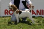 allevamento amatoriale per la selezione del beagle 