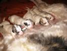 Borzoi (Levrieri Russi) cuccioli nati il 4 Dicembre 2011
