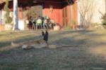 Allevamento Rottweiler e Pastore Belga Malinois aus der krummholz 
