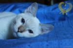 Allevamento Amatoriale - La Fenice - gatti Thai, Siamese Tradizionale 