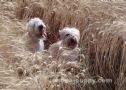 irish soft coated wheaten terrier