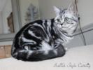 allevamento gatti british shorthair black silver tabby