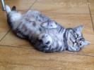 allevamento gatti british shorthair black silver tabby 