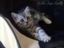 allevamento gatti british shorthair black silver tabby