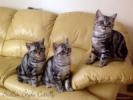 allevamento gatti british shorthair black silver tabby 